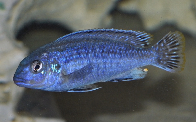 Melanochromis wochepa 'Lumessi'